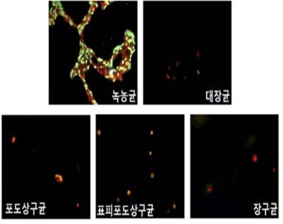 Biocompatible material developed using Pohang Accelerator image